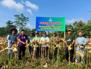 Ketua PC GP Ansor Lamtim Pimpin Panen Raya Jagung Di PAC GP Ansor Kecamatan Way Bungur