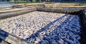 Bentilehan Kembali Terjang Danau Ranau, Ribuan Ikan Keramba Mati Mendadak